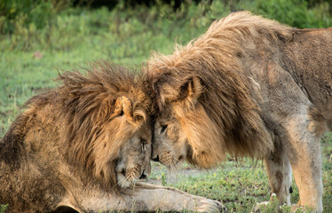 African lion brothers greeting each other
