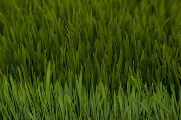 Fototapeta na wymiar Green wheat sprouts. Green grass close-up