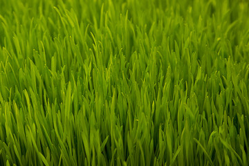 Fototapeta na wymiar Green wheat sprouts. Green grass close-up