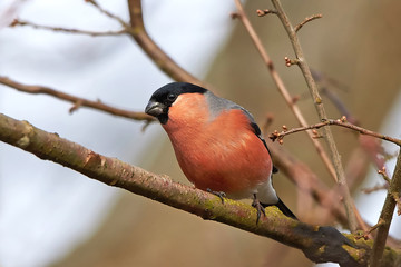 Eurasian bullfinch (Pyrrhula pyrrhula)