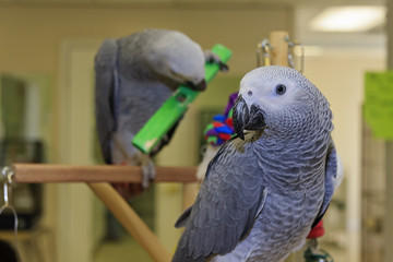 Naklejka premium Young African Grey Parrots