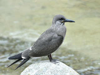 Juvenile Inca Tern (Larosterna inca)
