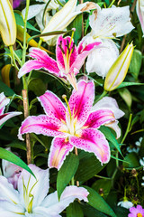 Full blooming of lily flower in garden.