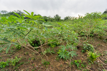 Fototapeta na wymiar Cassava plantation in the Amazon forest