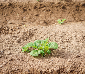 Potato plantation closeup