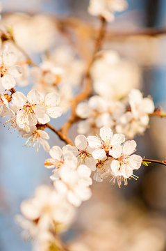 Spring blossom trees