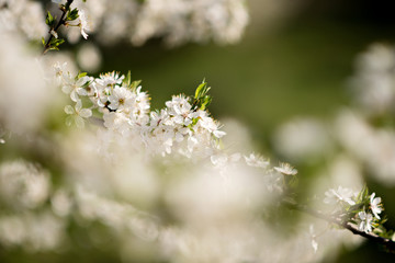 Spring blossom trees
