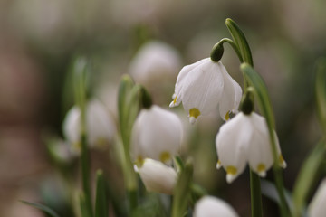 Snowflake flowers in a garden