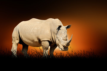 Obraz premium Rhino on the background of sunset