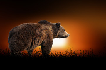 Naklejka premium Bear on the background of sunset
