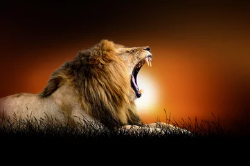 Photo sur Plexiglas Lion Lion sur fond de coucher de soleil