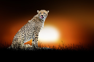 Cheetah on the background of sunset
