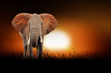 Fototapeta na wymiar Elephant on the background of sunset