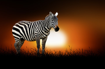 Zebra on the background of sunset