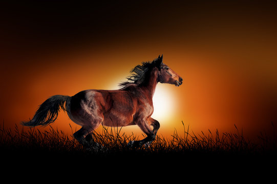 Horse on the background of sunset