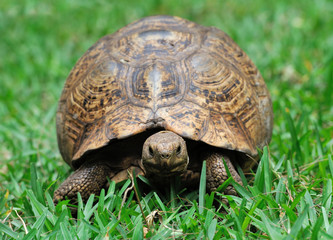 Turtle in grass