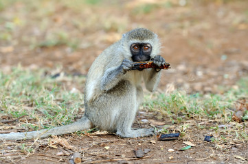 Monkey
