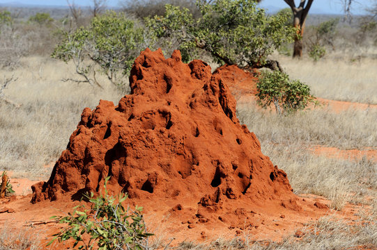 Termite Mound In Savanna