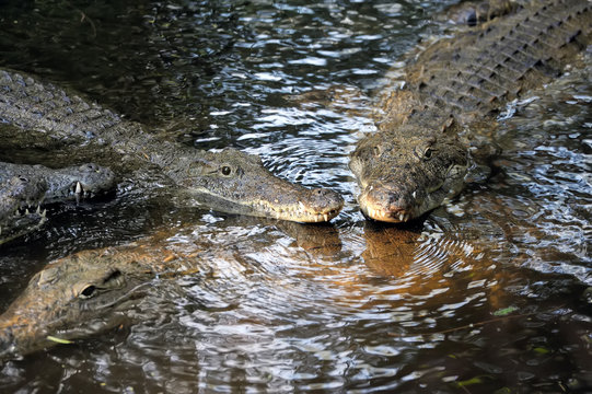 Crocodile in water. Kenya, Afrca