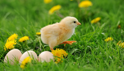 Little chicken