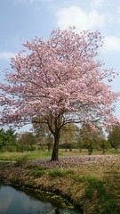 pink flower