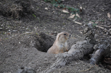 Squirrel mammal animal