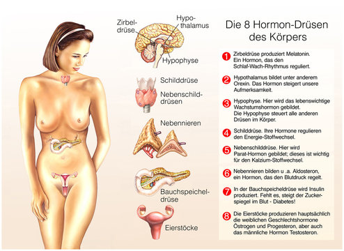 Die 8 Hormon-Drüsen des Körpers