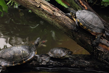 Fototapeta premium Buchstaben - Schmuckschildkröte