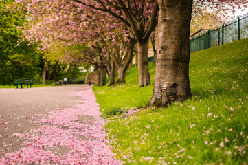 Cherry blossoms in Spring at Crookes Valley Park in Sheffield