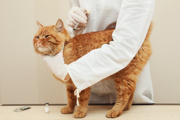 veterinary giving the vaccine to the ivory red cat