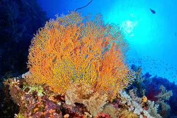 Hickson's fan coral (Subergorgia hicksoni Kashman) in the Red Sea, Egypt. 
