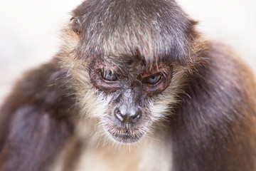 Yucatan Spider Monkey Looking Down