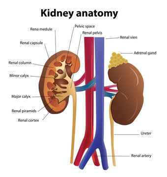 Kidney anatomy in vector