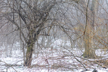 Fototapeta na wymiar Foggy weather in winter. Horizontal winter scene of leafless tre