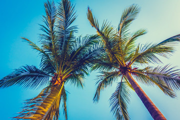 Fototapeta na wymiar Beautiful palm tree on blue sky