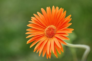 Gerbera Orange