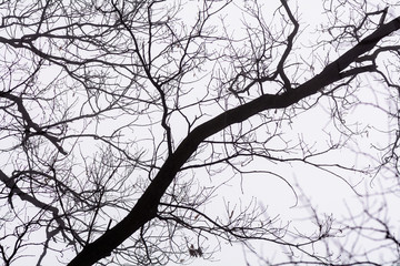 Isolated branches over white sky. Black bare tree branches on wh