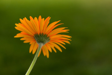 Gerbera