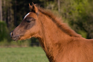 Naklejka na ściany i meble Portrait of lovely brown foal