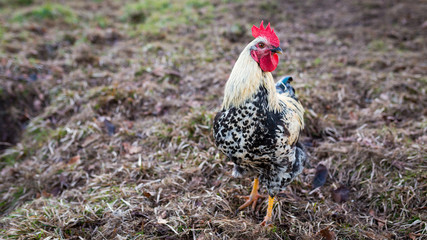 Beautiful rooster in free range enclosure. Farm stock Image