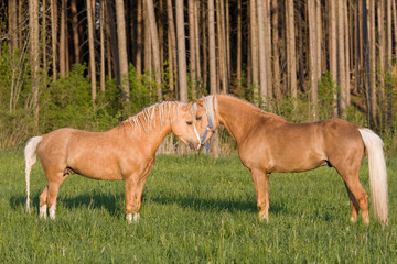 Two nice stallions on pasture