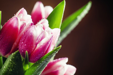 Bouquet of beautiful pink and white tulips with dew drops, selec