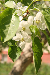 Fototapeta premium Apple tree flower