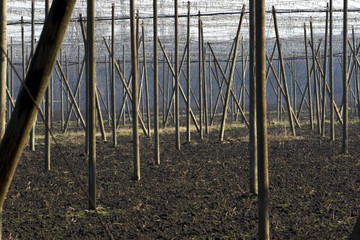 Columns hop field in countryside