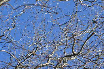 Willow tree branch in the spring