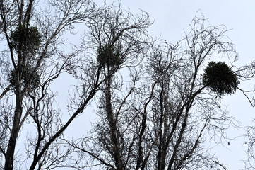 Mistletoe on tree