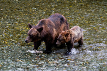 Naklejka na ściany i meble grizzly bear