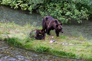 grizzly bear