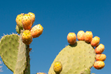 Cactus plant and prickly pears