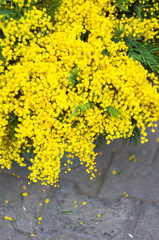 Bright yellow mimosa flowers